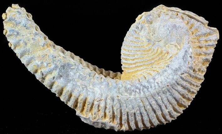 Cretaceous Fossil Oyster (Rastellum) - Madagascar #49878